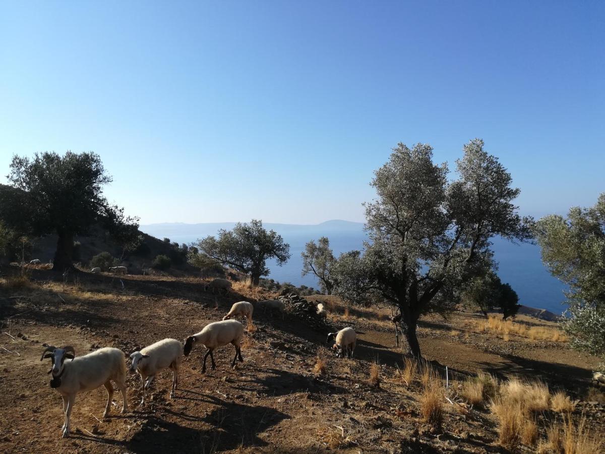 Sea Breeze Ecological Villa Agia Galini Exteriér fotografie